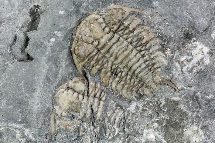 Ceraurus Trilobite From Verulam Formation - Ontario #107503